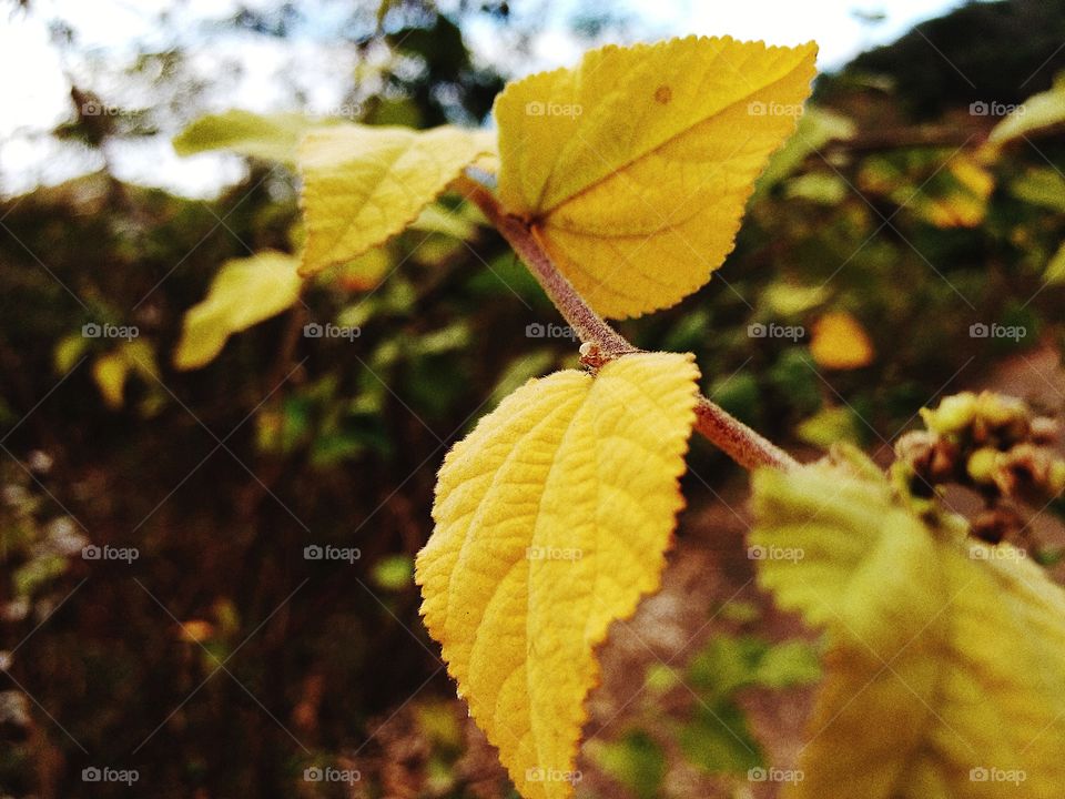 Close-up of autumn leaf