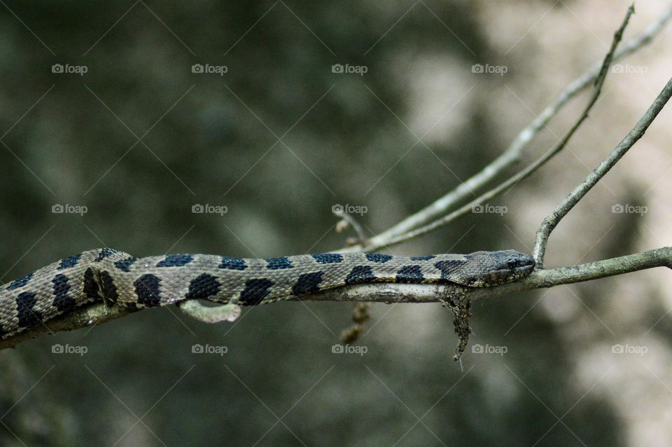 Snake resting on a branch