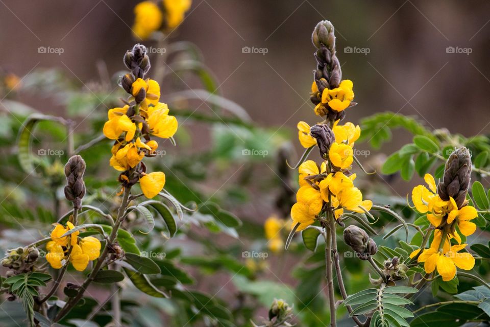 Yellow African Senna Flowers