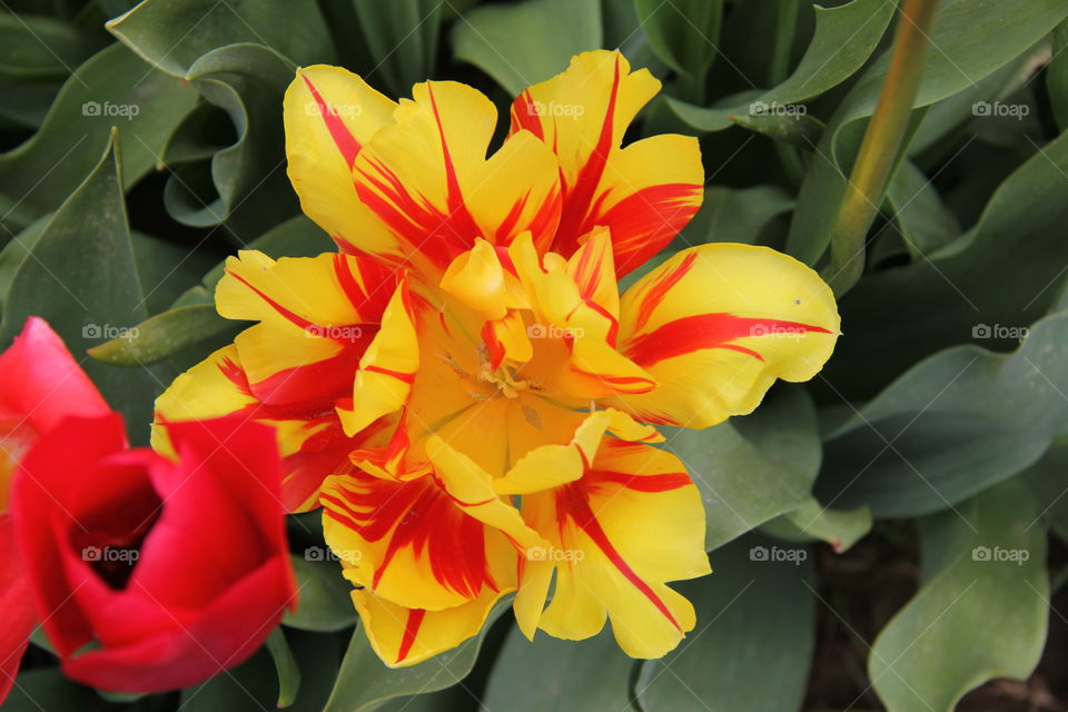 Wildly colorful variegated tulip with yellow and red petals.