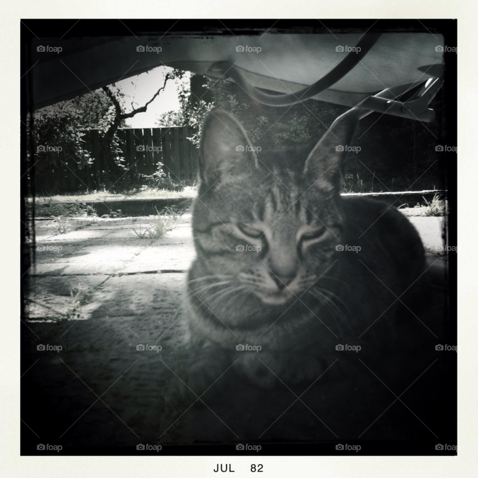 My Cat. Finding shade