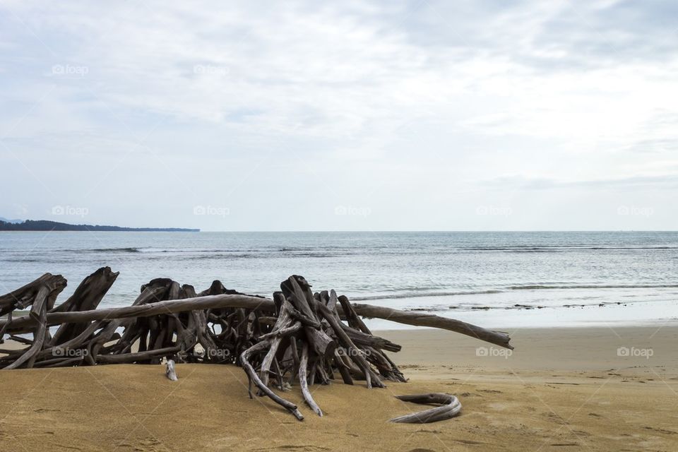 Die tree on the beach