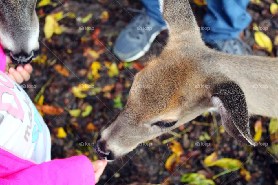 Oh deer