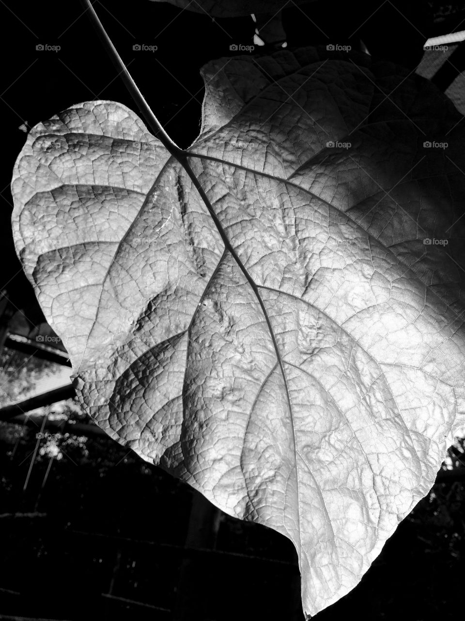 Leaf closeup 