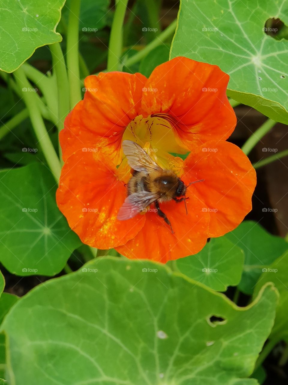 Bee on a nastursion