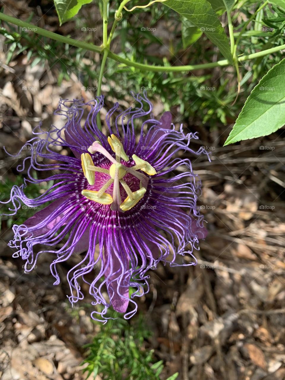 
Purple Passion Flower. For butterfly gardeners there is the additional hopeful bonus of watching scores of spiky bright orange Gulf Fritillary and Variegated Fritillary caterpillars munch the plants on their way to becoming butterflies