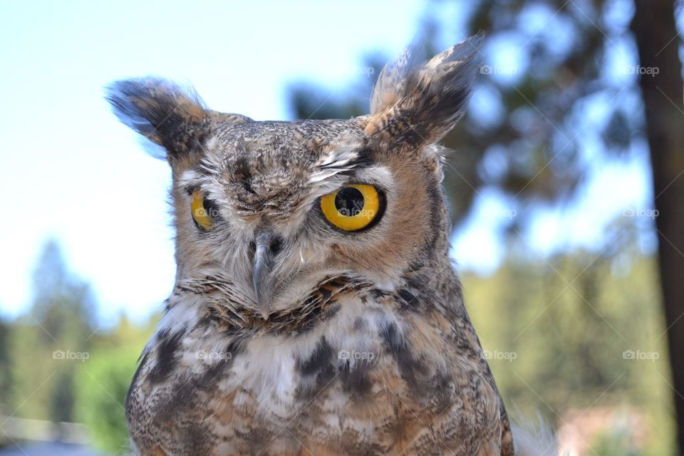 Close-up of a owl