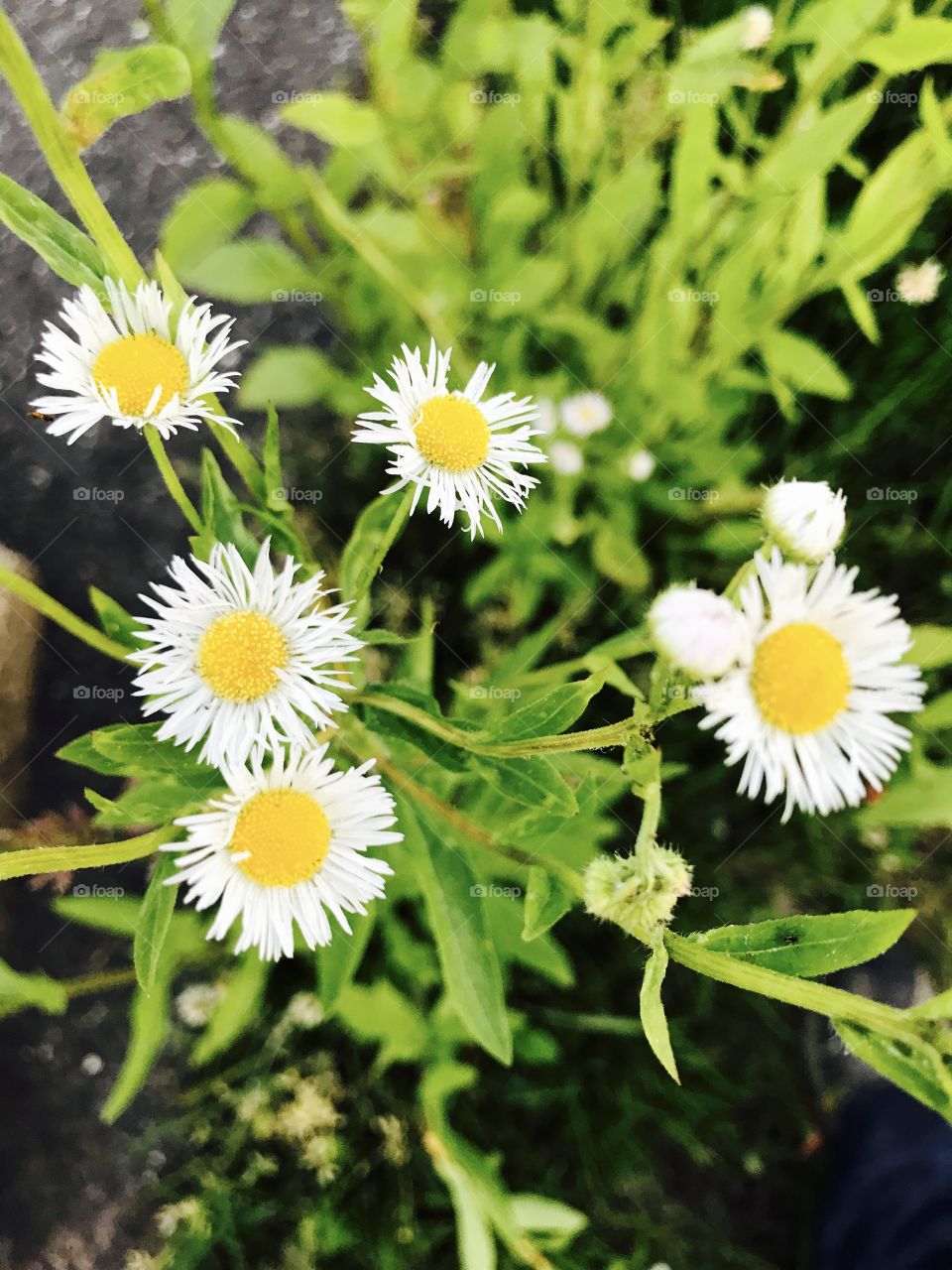 Daisies 