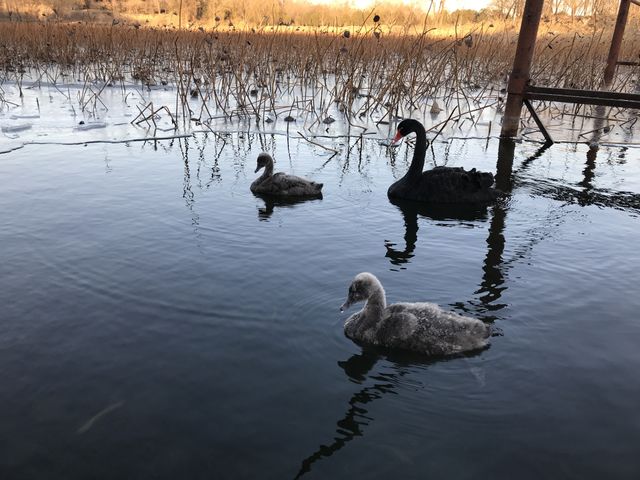 Evening swan lake 