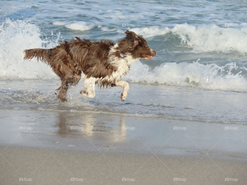 Puppy playing on the beach 