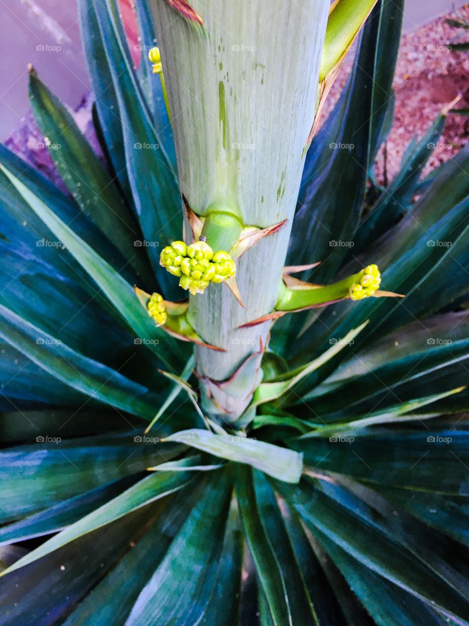 Close-up of agave plant