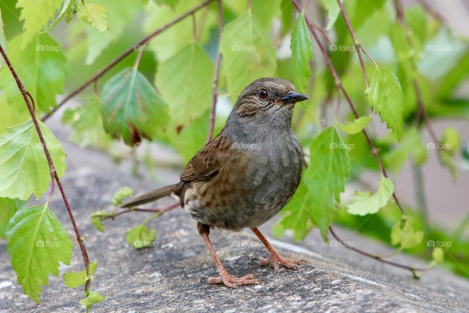 Dunnock