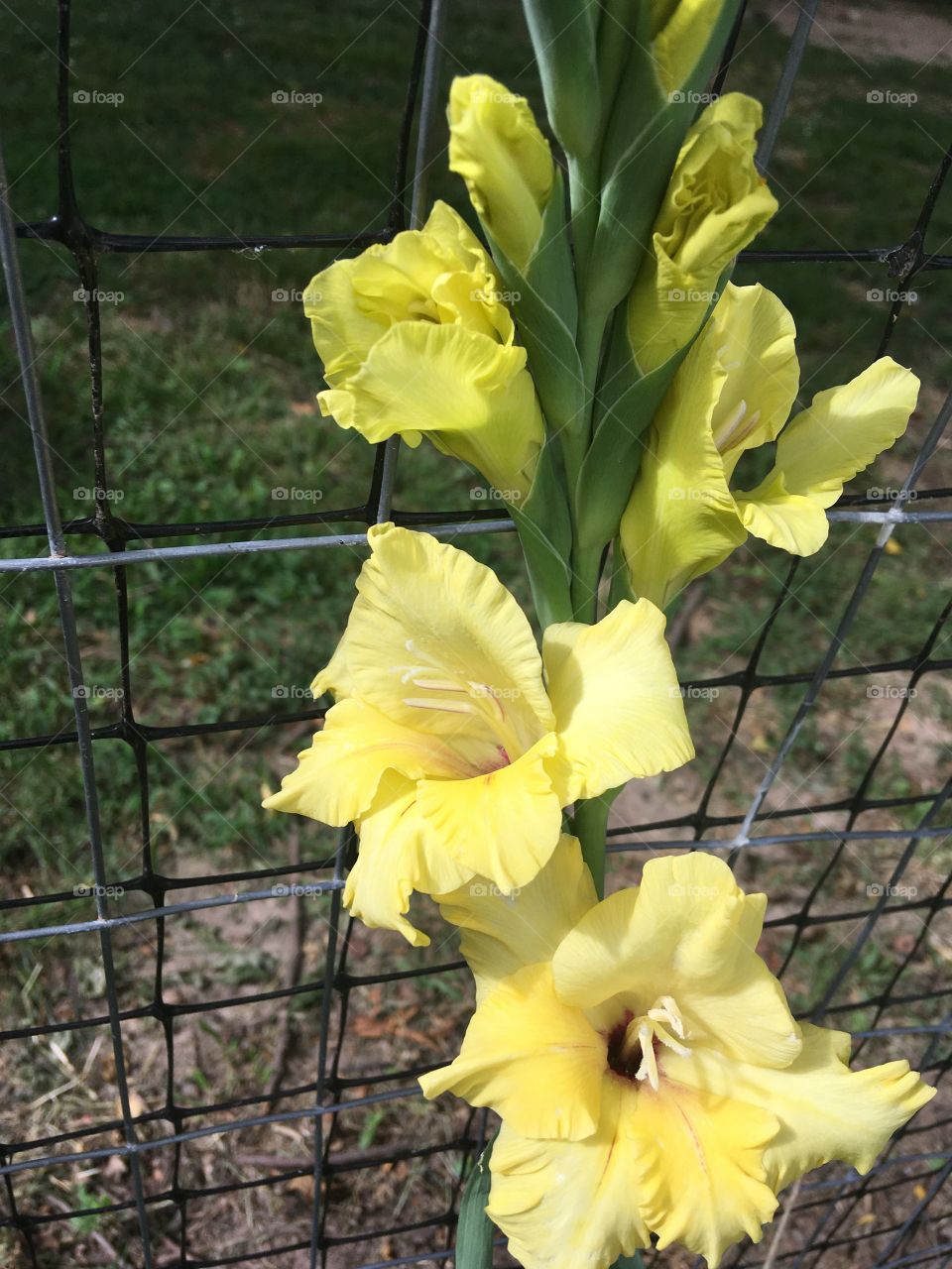 My sunny yellow glass makes for a happy happy heart. They are sure worth the wait 