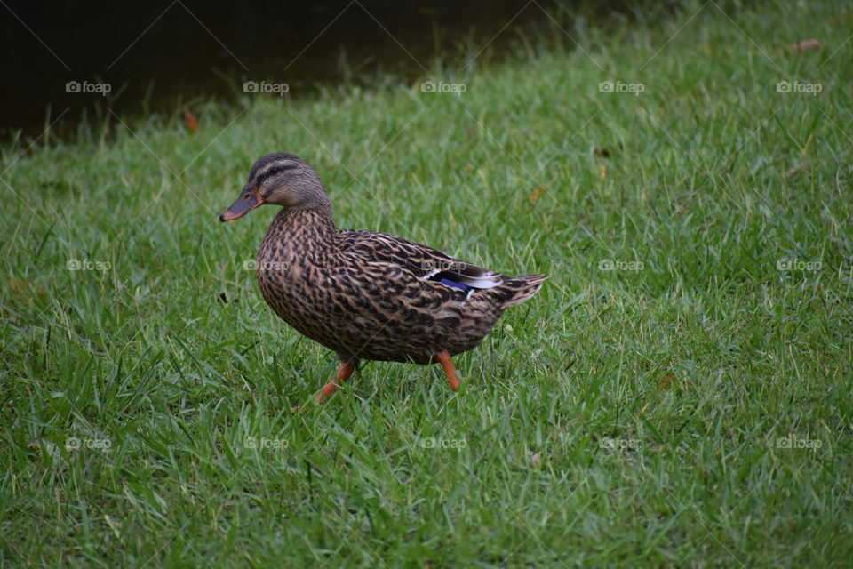 small brown duck bird with purple wing in field on rainy day