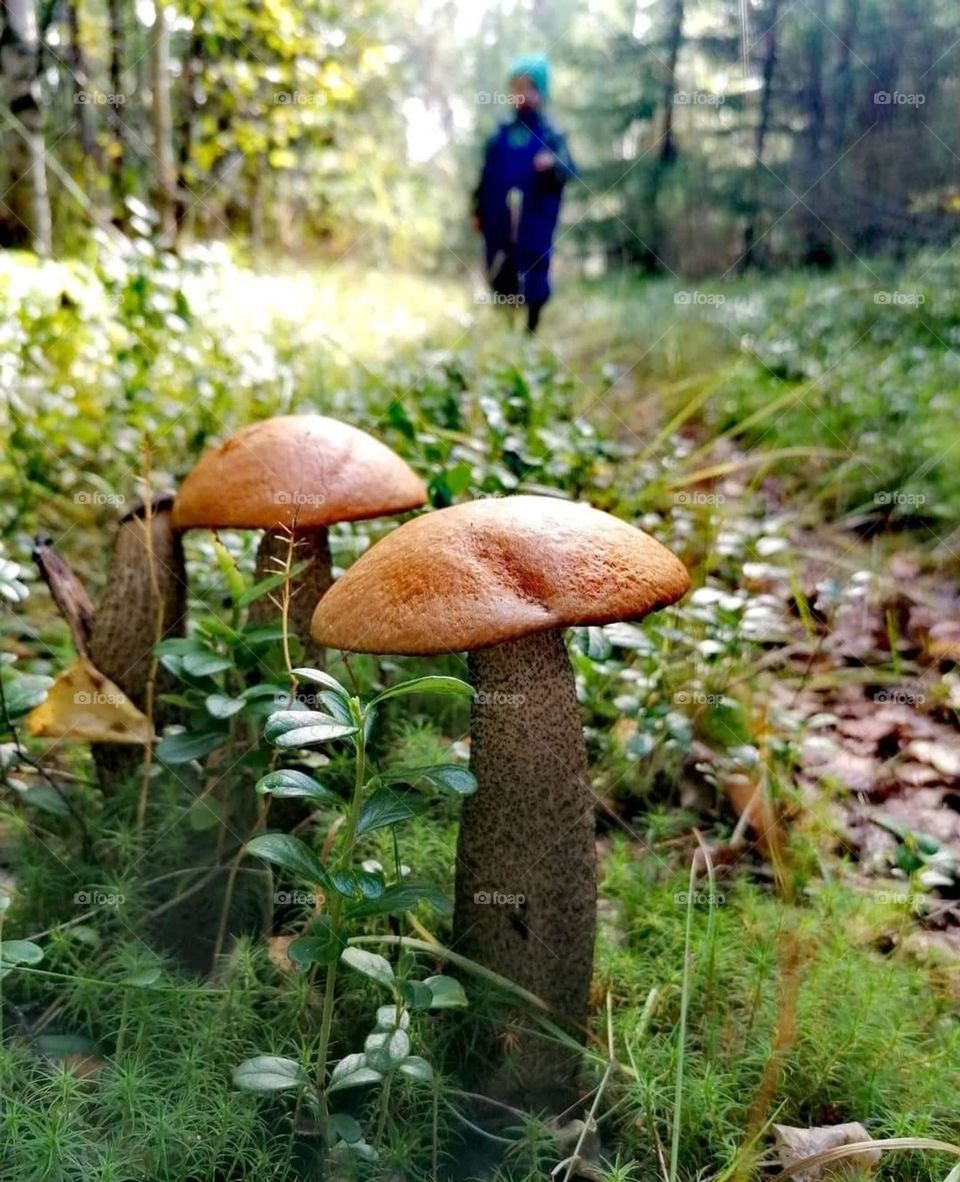 A child collecting edible mushrooms in a Finnish forest in autumn
