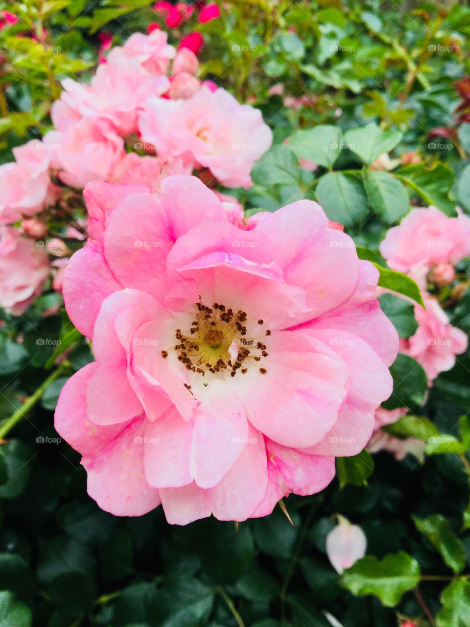 This is a photo of a pretty light pink rose, with more roses in the background. There are very green leaves in the background.