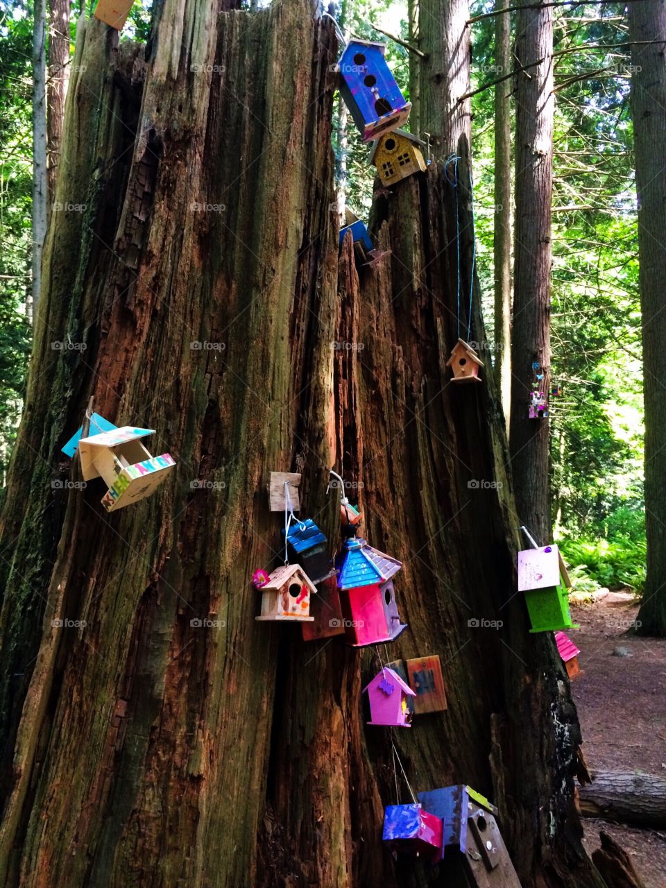 Fairy Houses in the Forest. Travelled to "Pixie Hollow" on a fine weekend. 