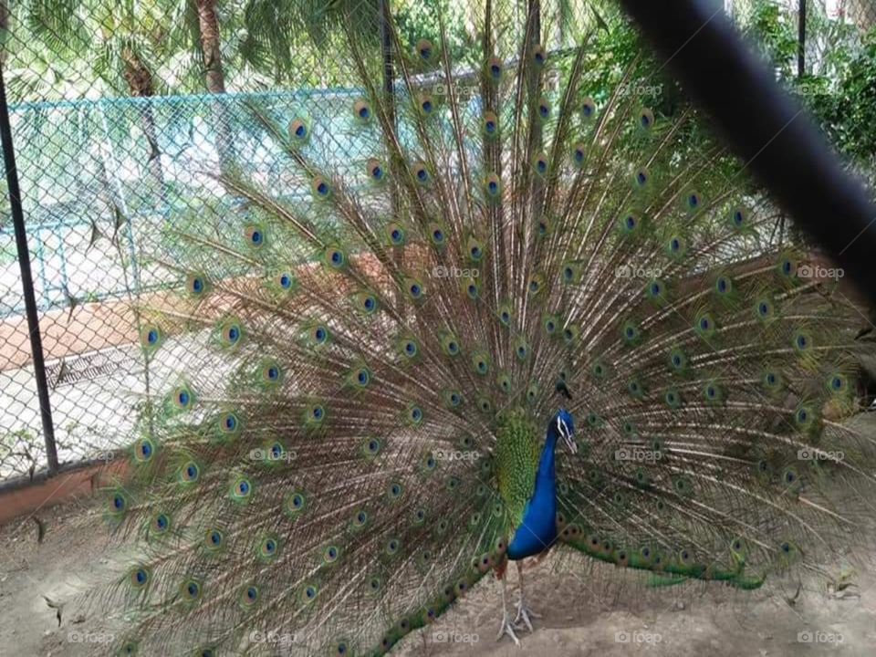 A peacock of Davao.