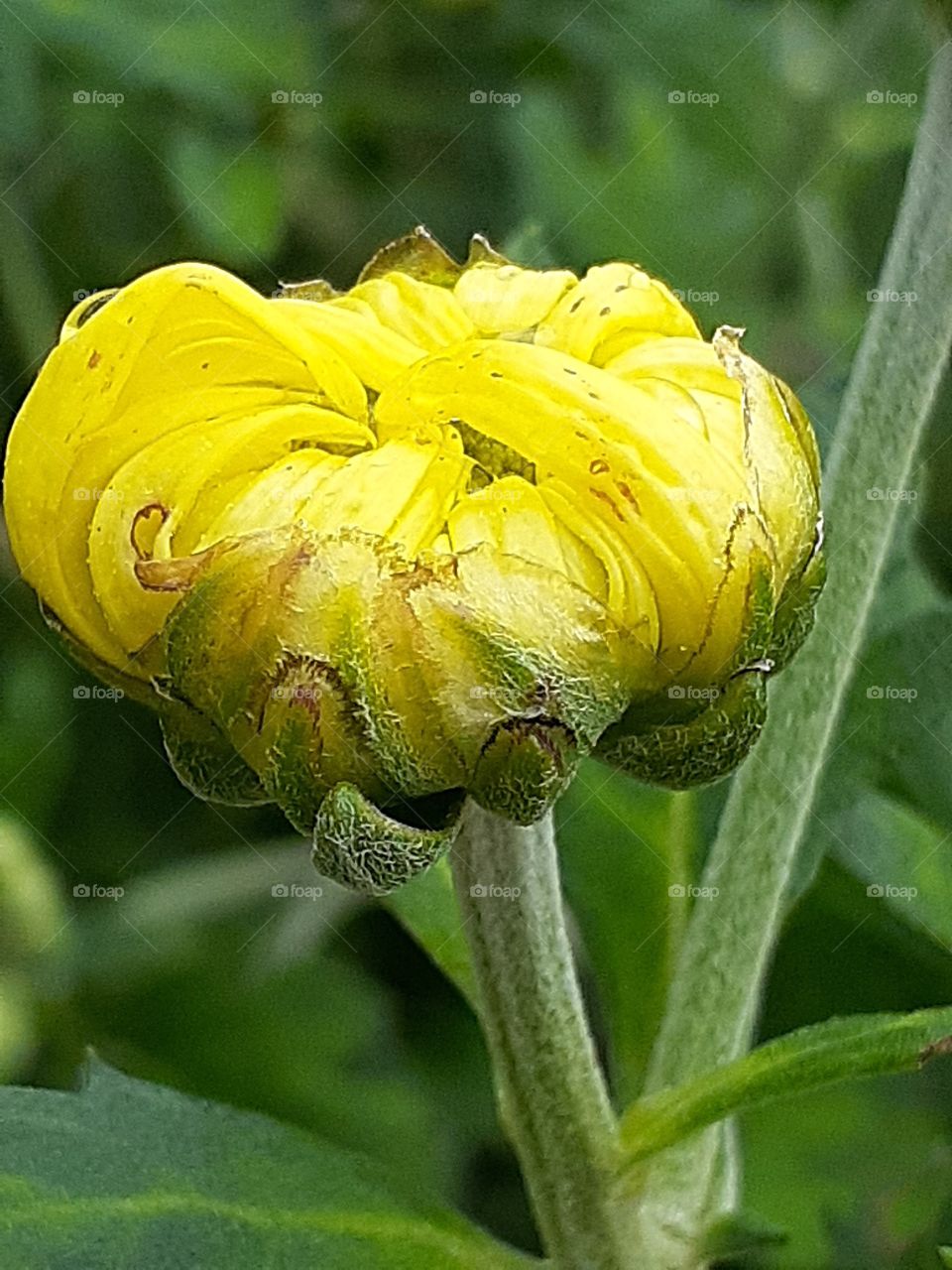 portrait  of a flower