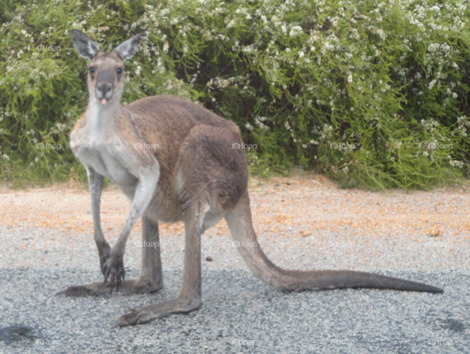 australia perth kangaroo wild animal by maryj