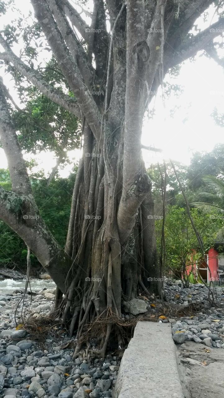 big old tree Peru