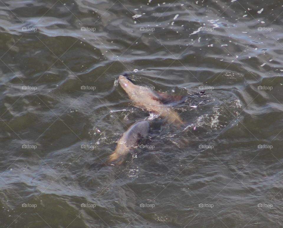 sea lion pups 2