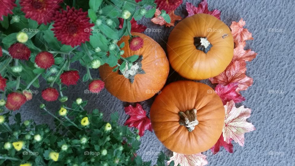 Fall flowers and pumpkins