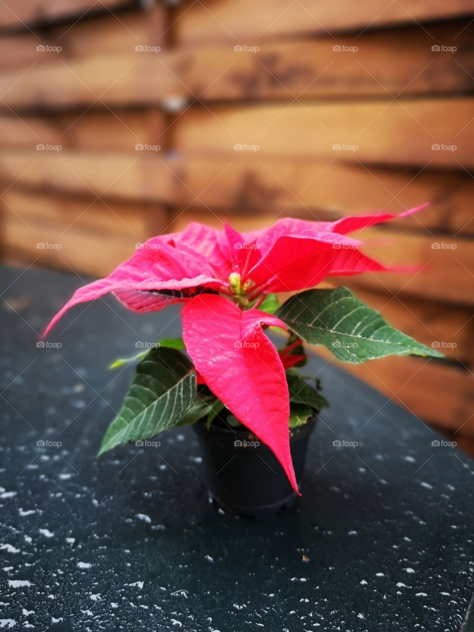 Flower. Red leaf, green leaf