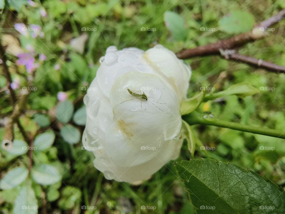 White roses in Chulu Ranch