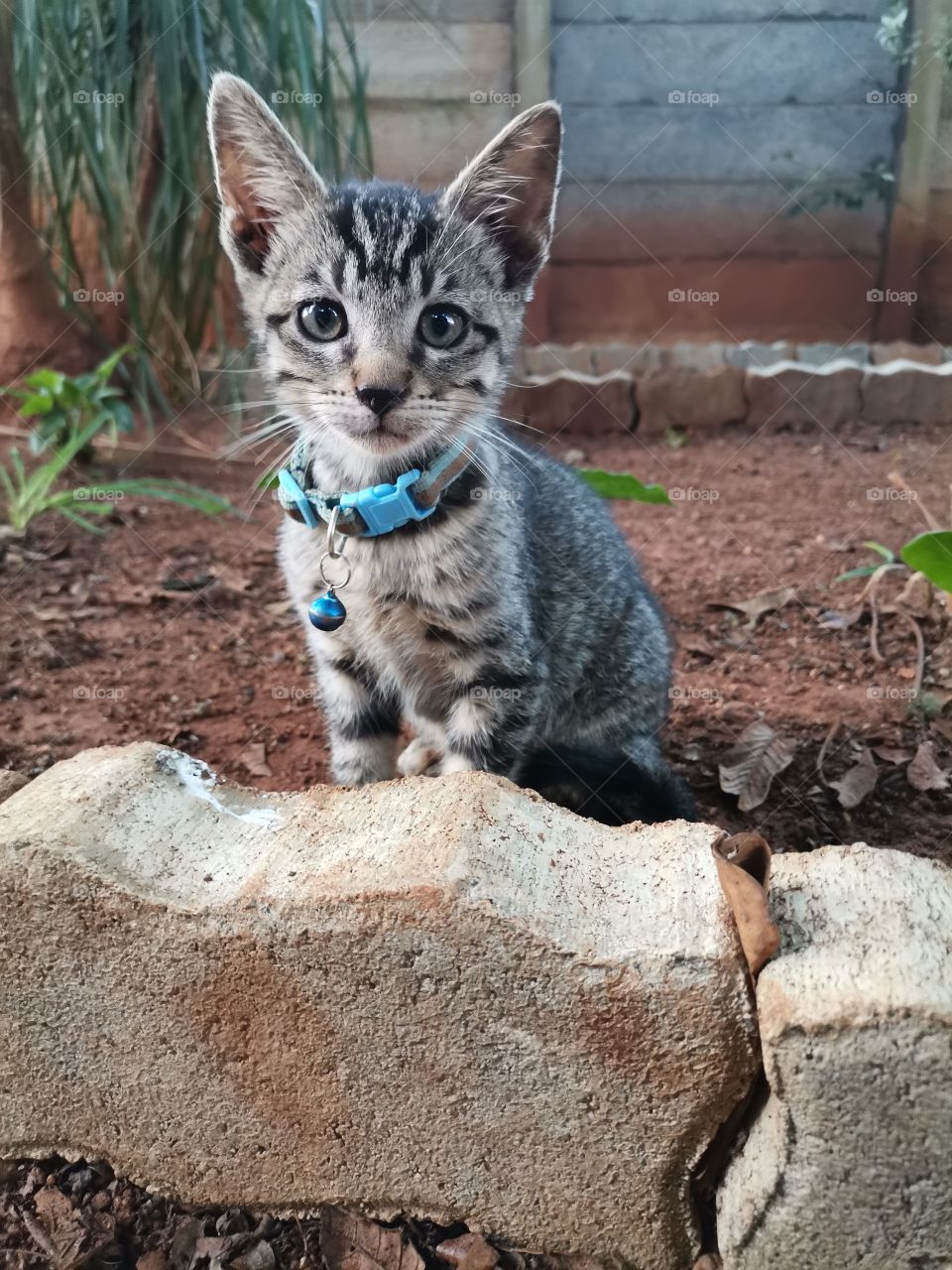 Kitten playing in the garden