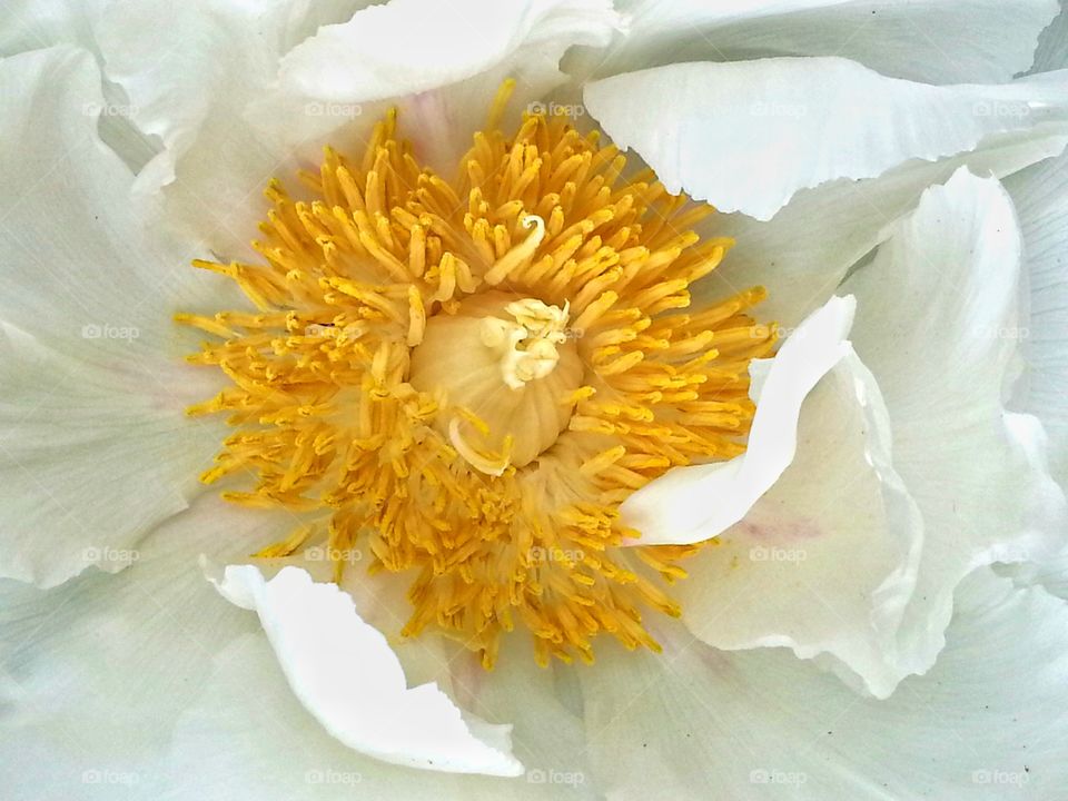 A closeup look at a beautiful white and yellow peony flower.