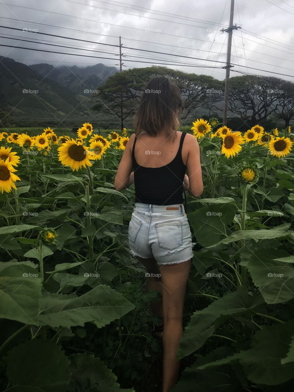 Sunflower fields 
