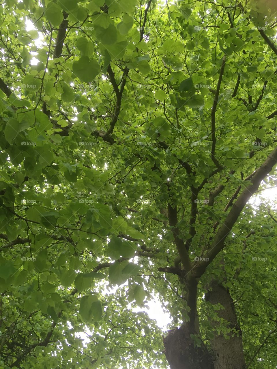 View looking up through the twisting branches of a beech tree, in full vibrant green leaf 