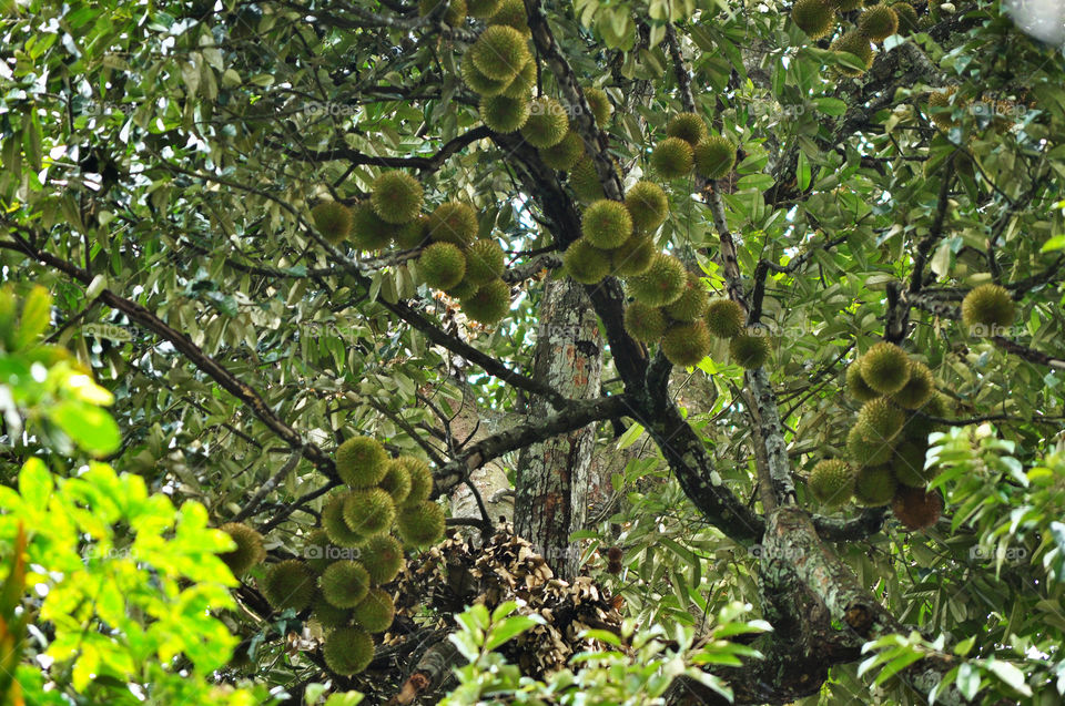 Durian tree