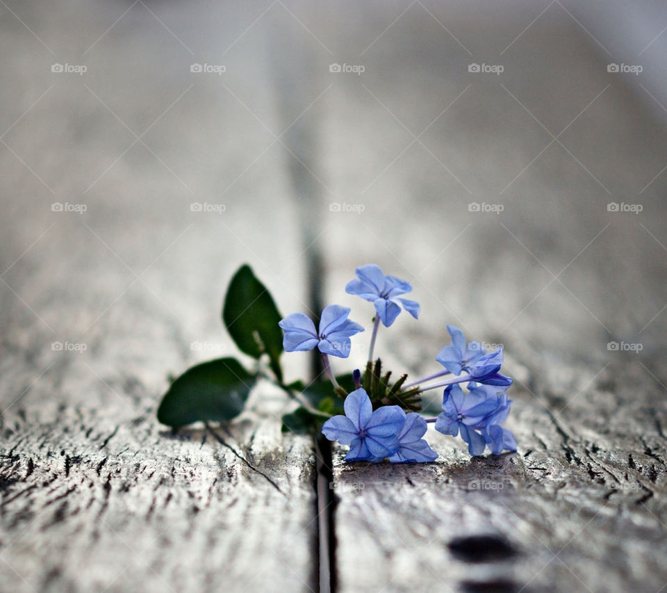 blue flower