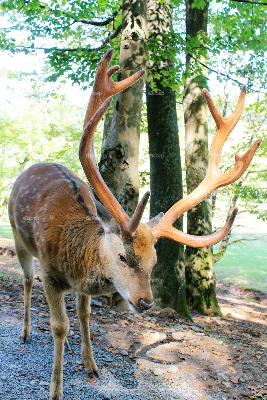 male deer as close as possible