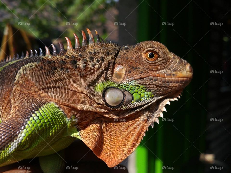 an iguana with beautiful skin colors, namely green and orange