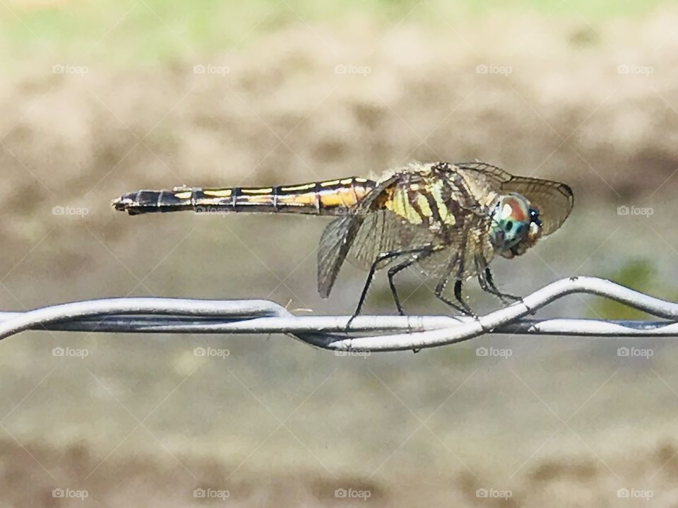 Our South Georgia dragonfly resting on the electric fence in the woods. 