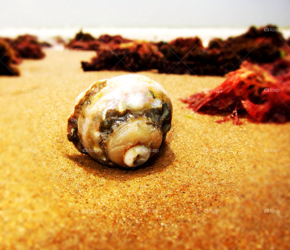 beach ocean macro closeup by cyrano