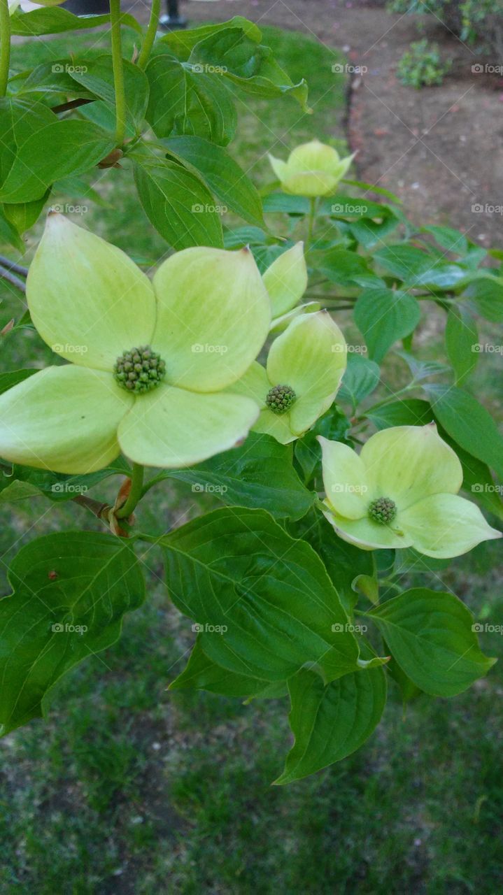 spring. lovely. flowers. nature. beauty. love. summer. happy