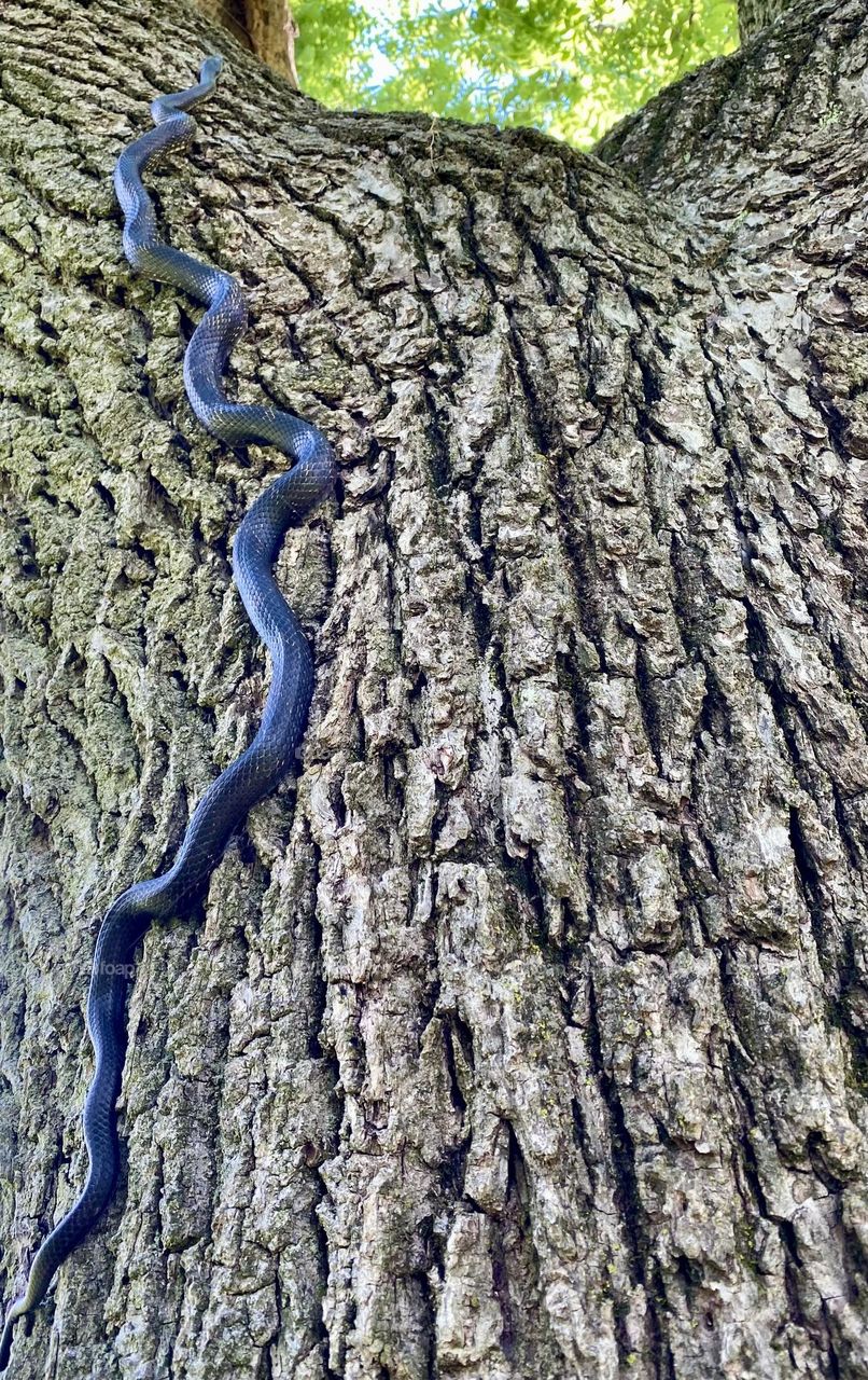 Black snake climbing up a walnut tree 