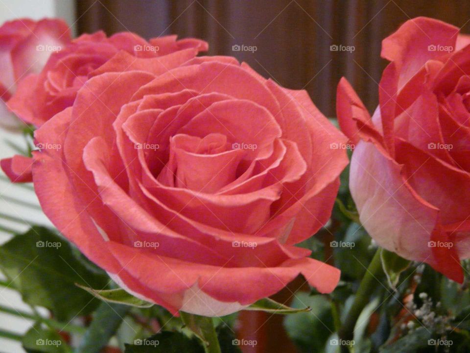 Rose, Love, Romance, Flower, Petal