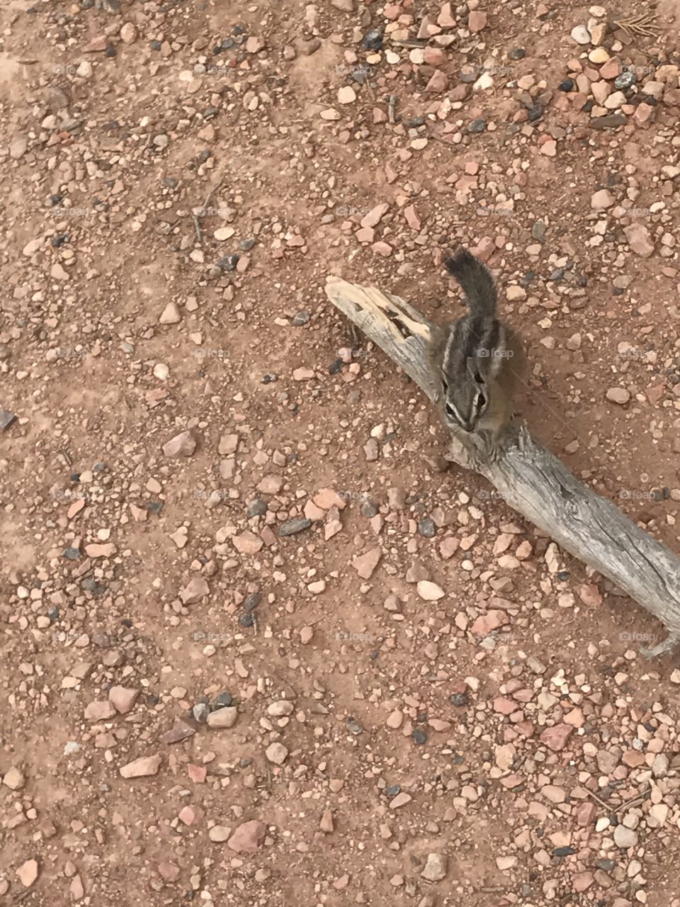 Excuse me, I need to see your park pass 