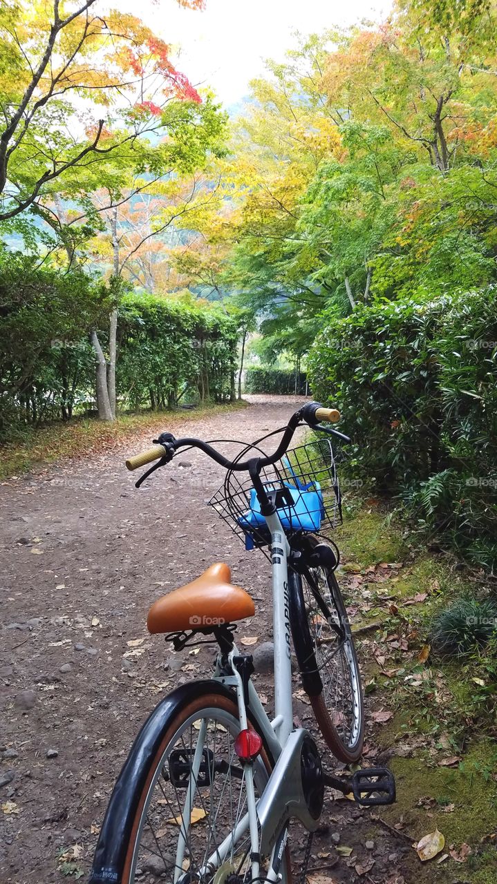 Bicycle in the the park