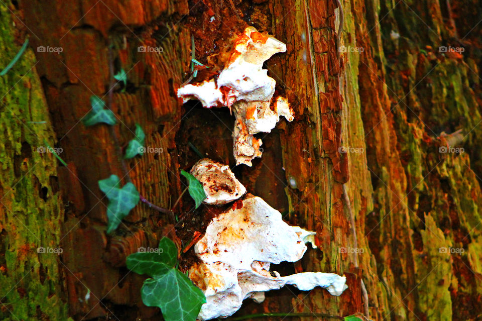 A closeup of some white fungi on a rotting tree with some green ivy winding its way around the wood.  The colours are enhanced to highlight the myriad of colours in the decaying tree. 