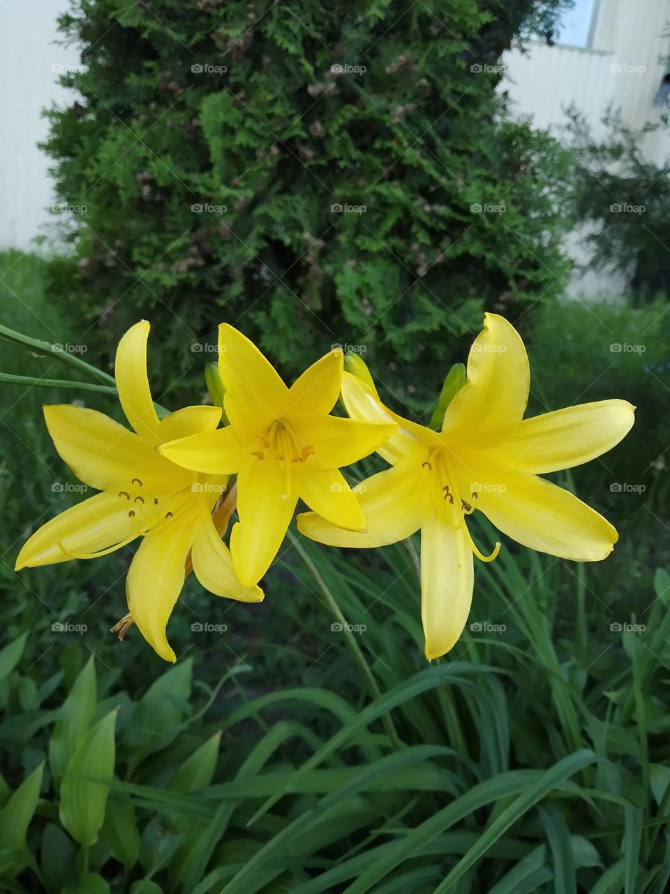 yellow Lilly