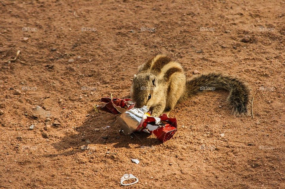 chipmunk chocolate