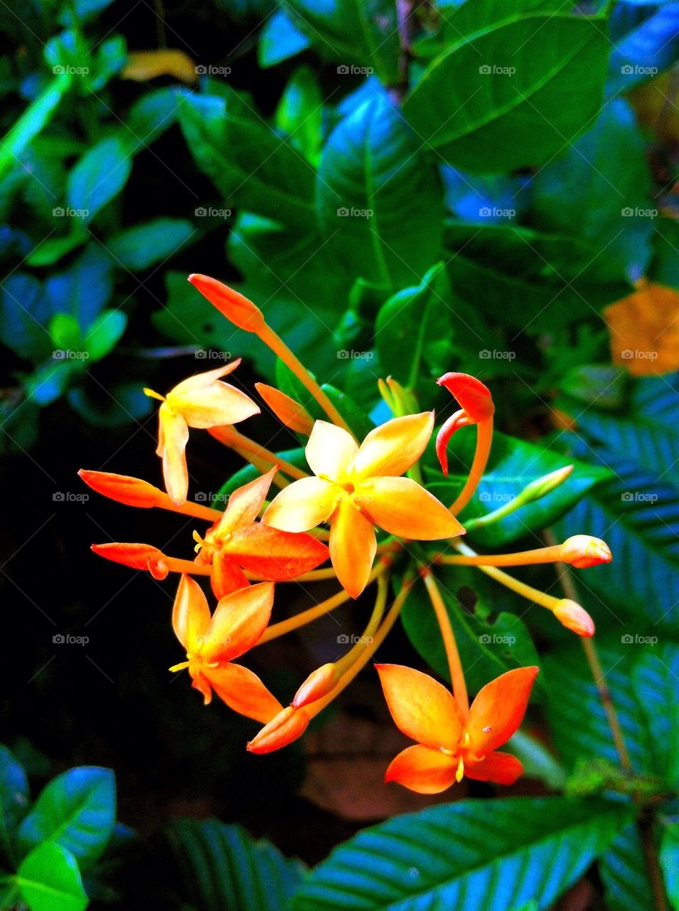 Orange flowers