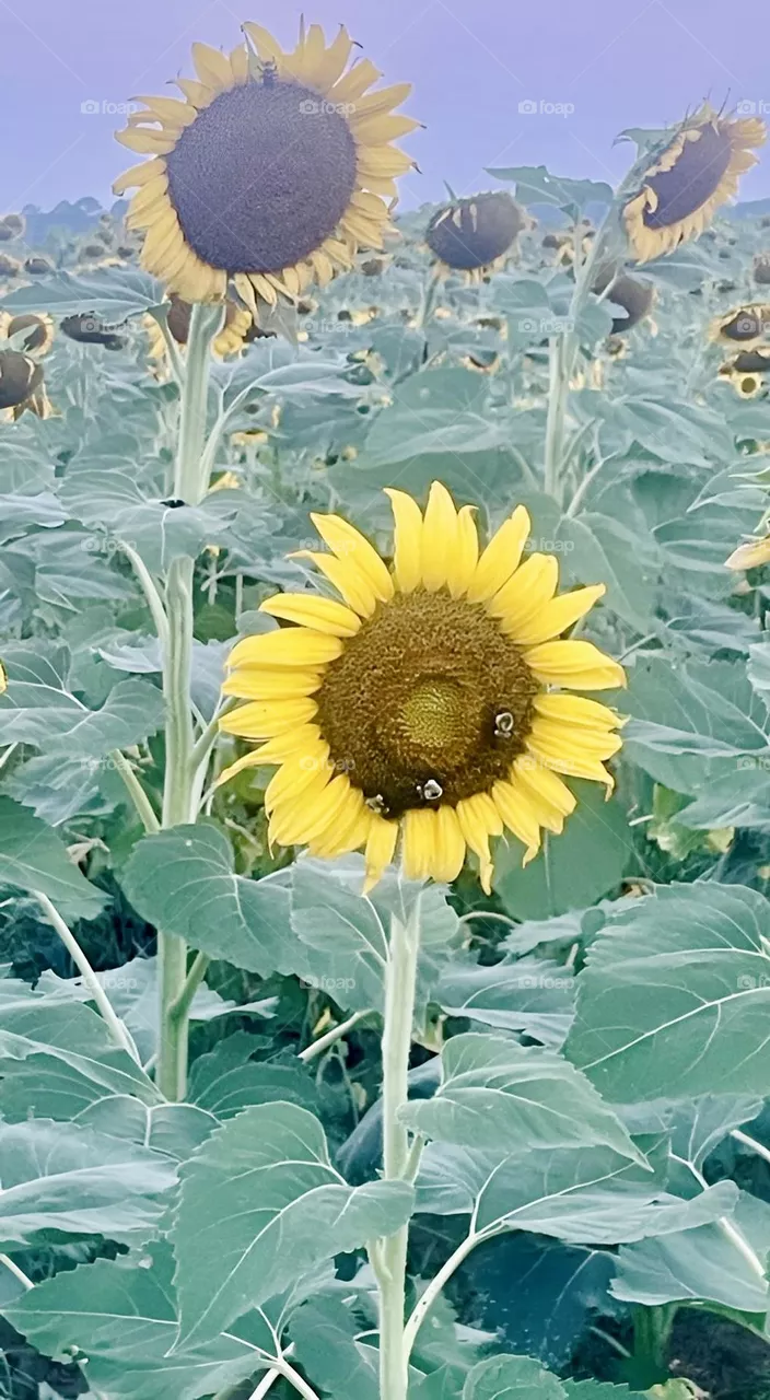 Bees pollinating