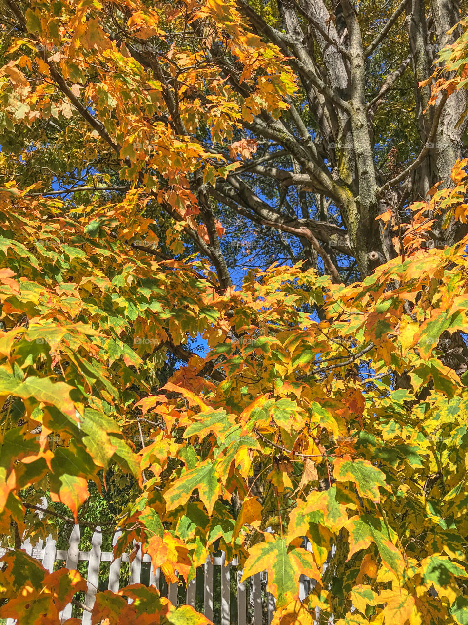 Leaves starting to change color